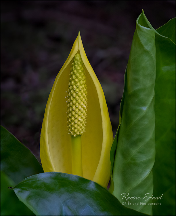 April 2022Western Skunk Cabbage