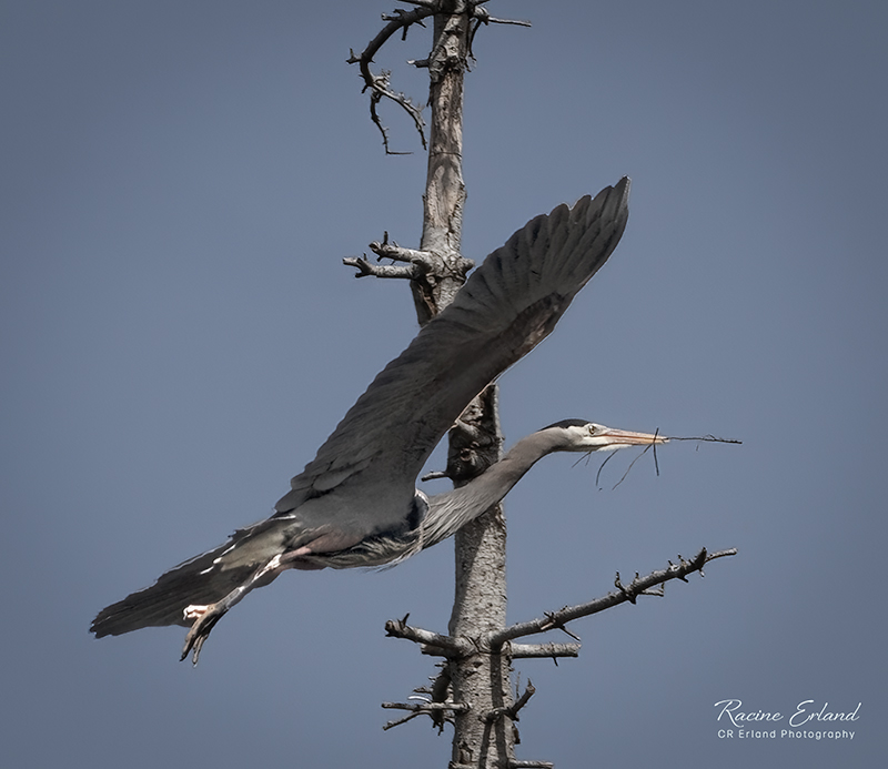 April 2022Bringing in Nesting Material