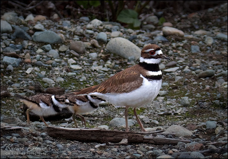 <br>May 2022<br>A Killdeer Mom and the Kids