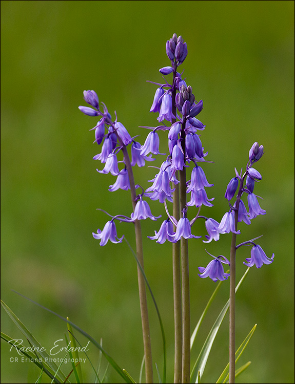 <br>May 2022<br>Japanese Bluebells