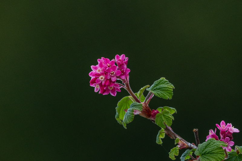 April 2022Wild Red Columbia Currant