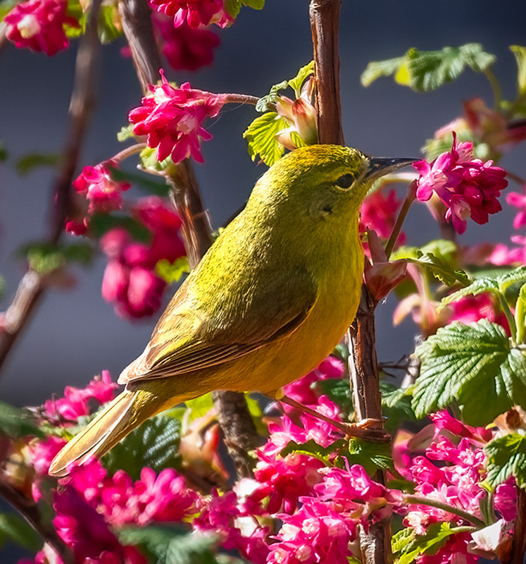 April 2022Bird in the Bush