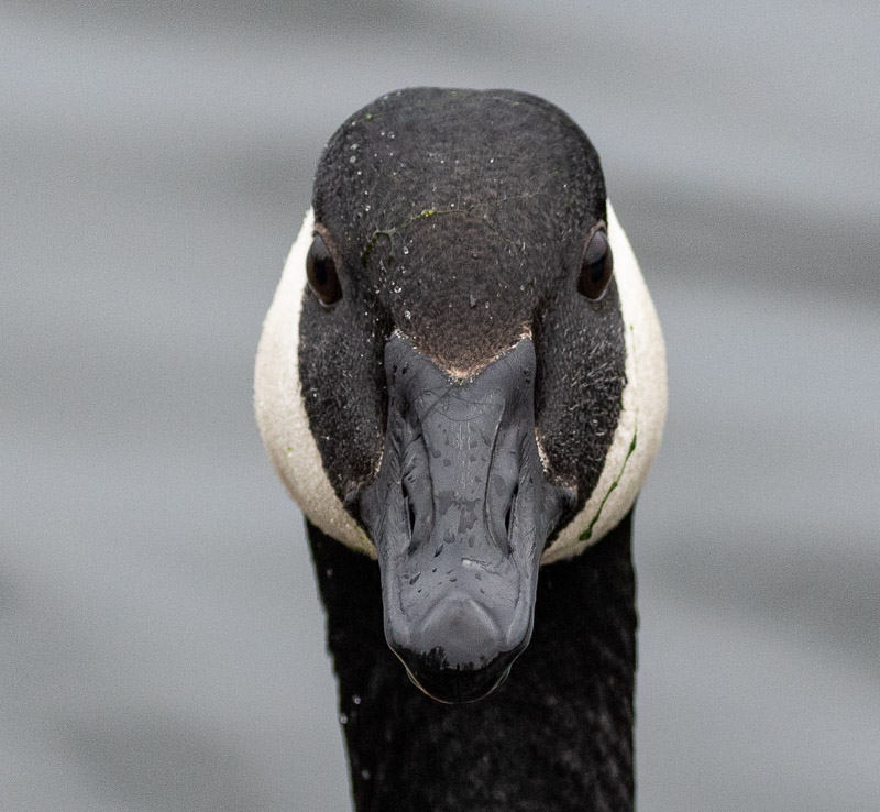 Geese: Canada Geese