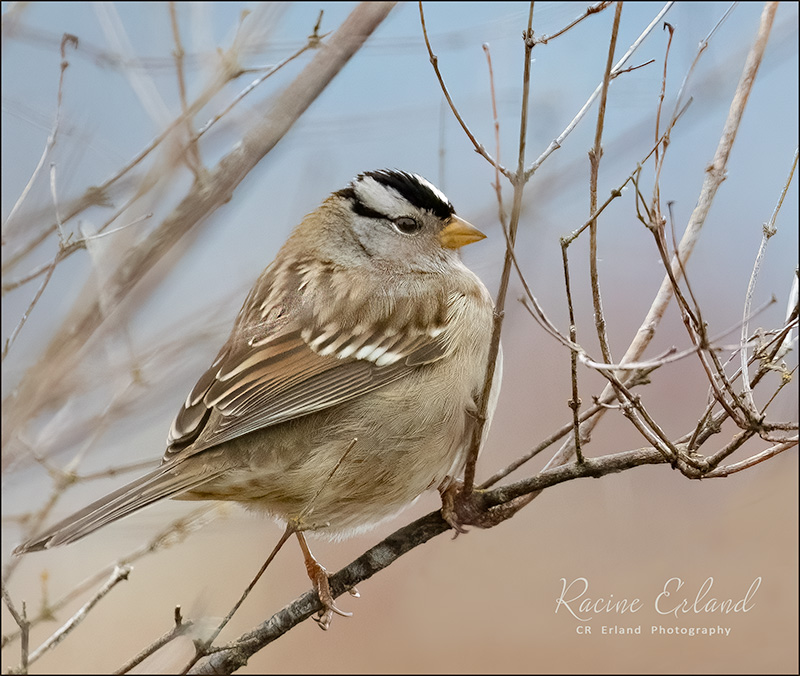 <br>Racine Erland<br>January 2023<br>White-crowned Sparrow