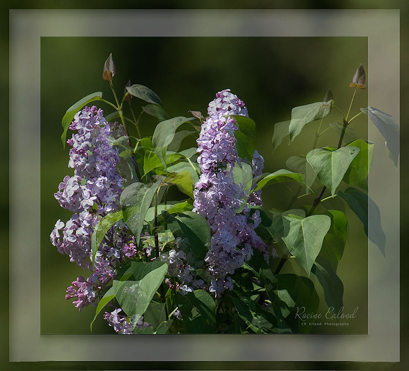 <br>Racine Erland<br>May 2023<br>Lilac Bouquet <br> Small Experiment