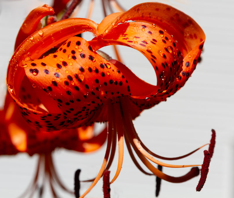 <br>Racine Erland<br>July 2023<br>Tiger Lily with Water Drops
