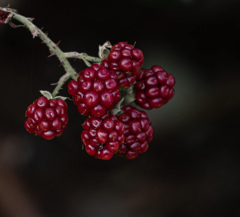 Carl ErlandOctober 2023Late Berries