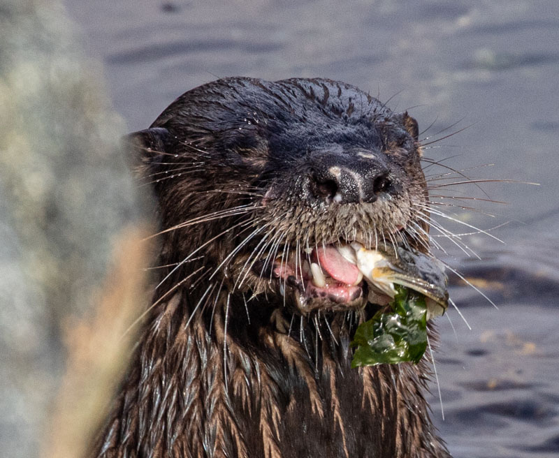 Otter and Mink