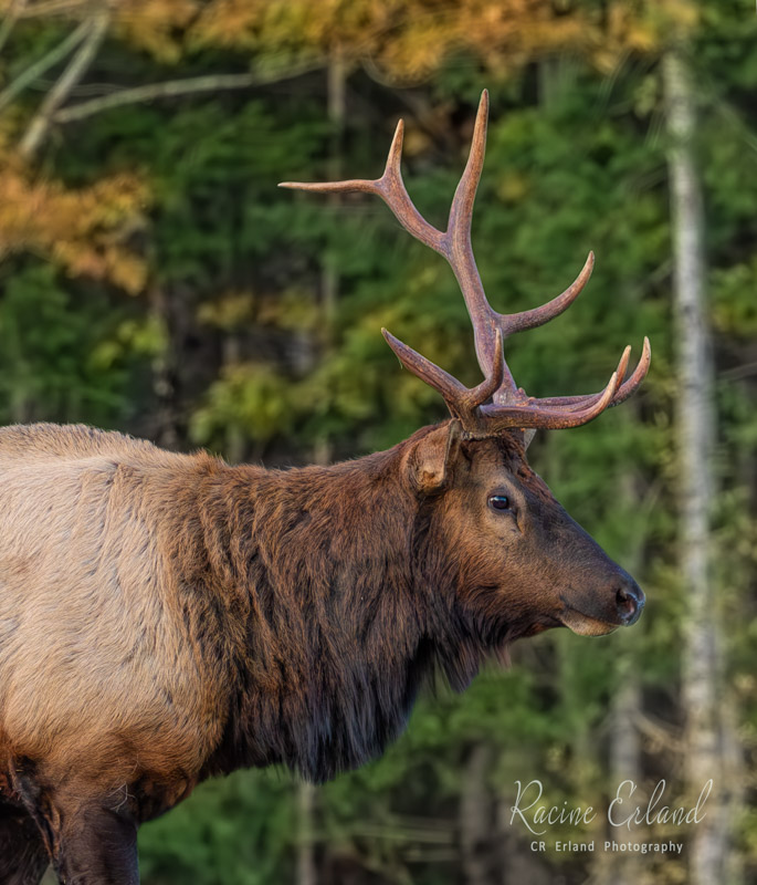 Racine ErlandNovember 2023Roosevelt Elk