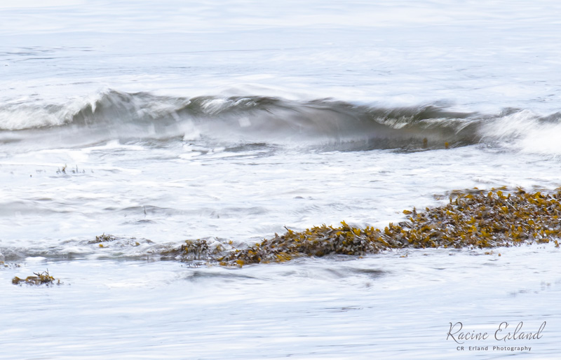 Racine ErlandDecember 2023Wave and Kelp