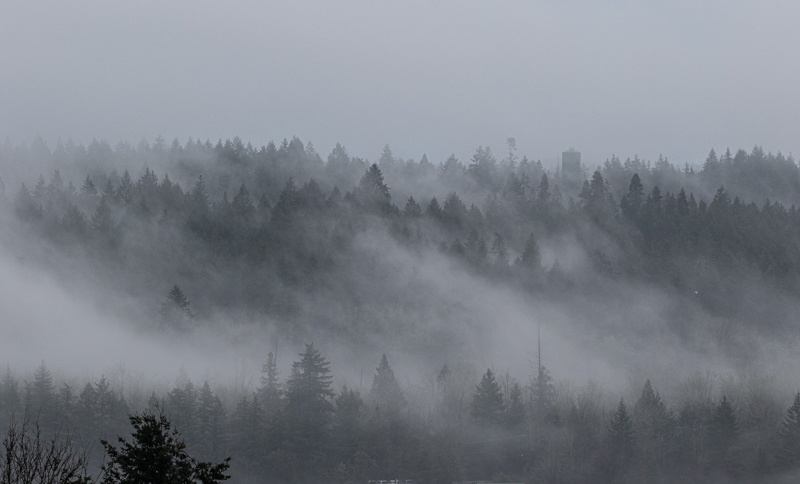 <br>Carl Erland<br>January 2024<br>Fog Sliding Through the Trees