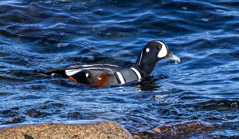 Carl ErlandFebruary 2024Harlequin Duck