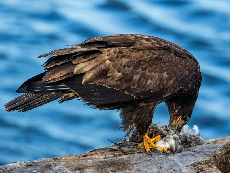 Carl ErlandFebruary 2024Eagle Dining