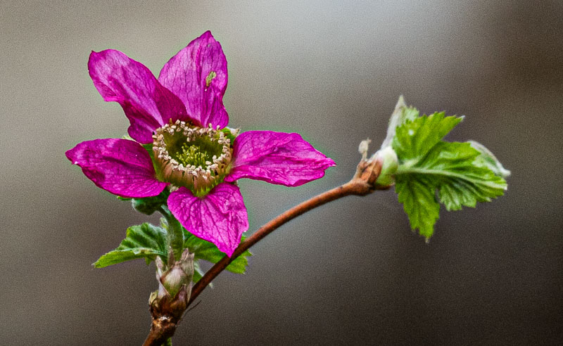 Carl ErlandMarch 2024Salmon Berry Blossom