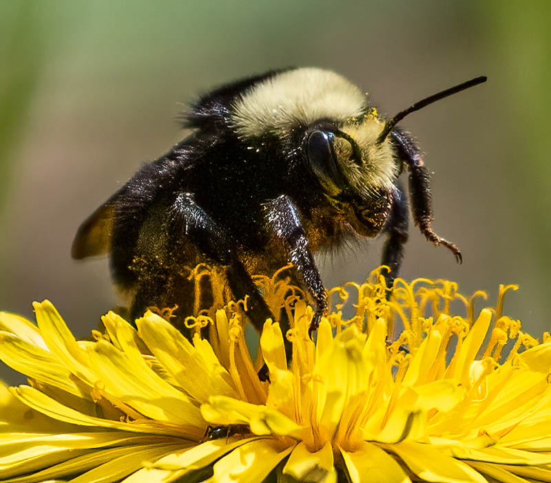 Carl ErlandApril 2024Dandilion Pollinator