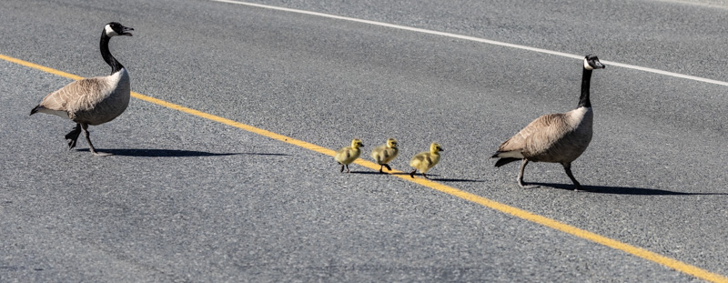 Geese: Canada Geese