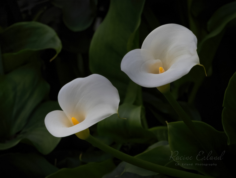 Racine ErlandMay 2025Calla Lillies