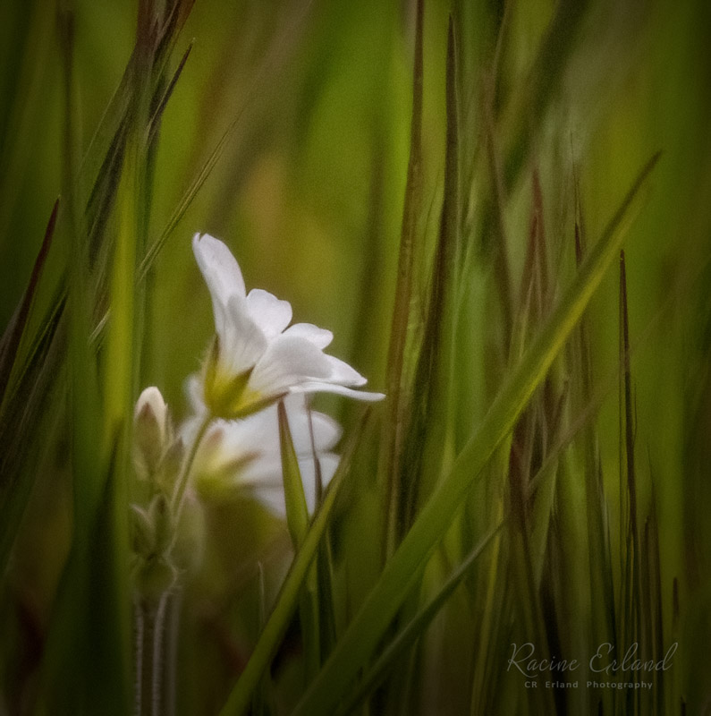 SPRING PLANTS: March, April, May