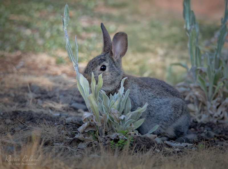 Chipmunks, Squirrels, Raccoons and Rabbits