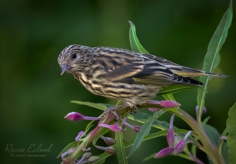 Perching Birds Gallery