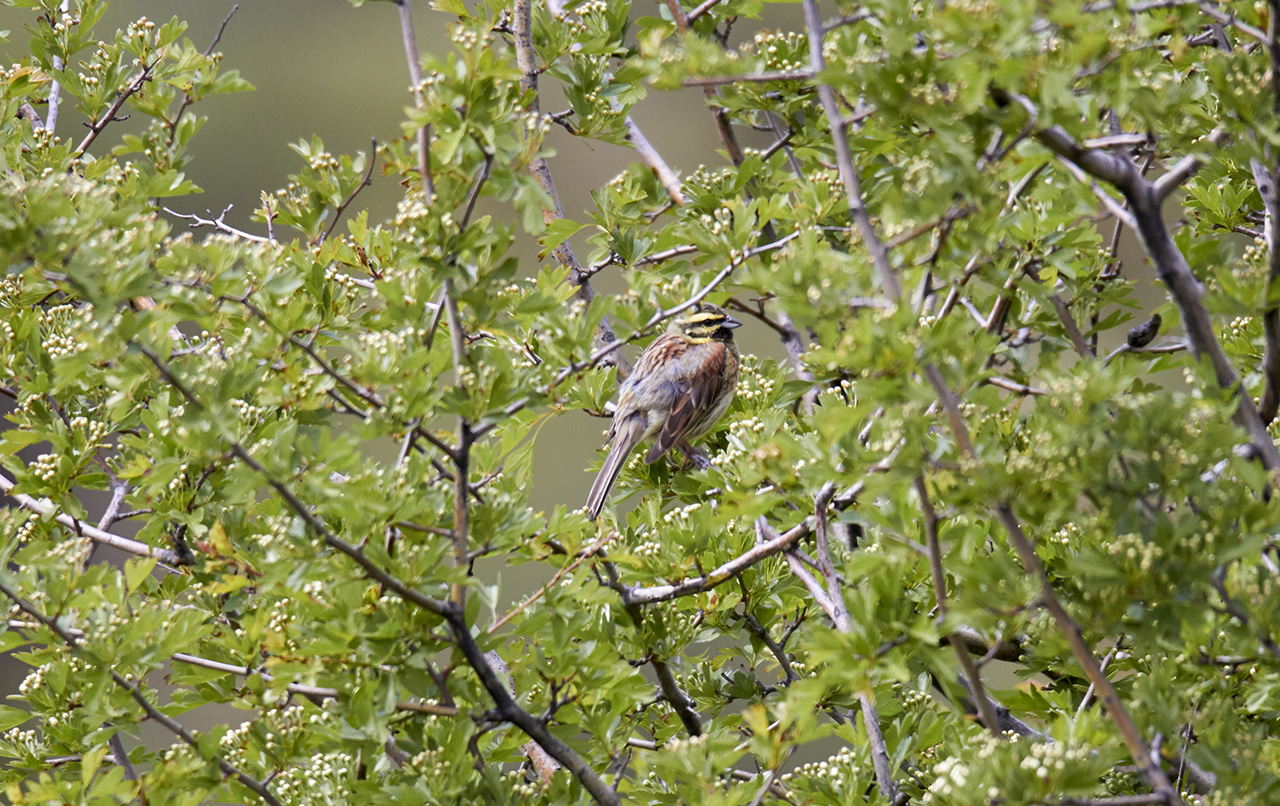 Hcksparv<br/>Cirl Bunting<br/>Emberiza cirlus