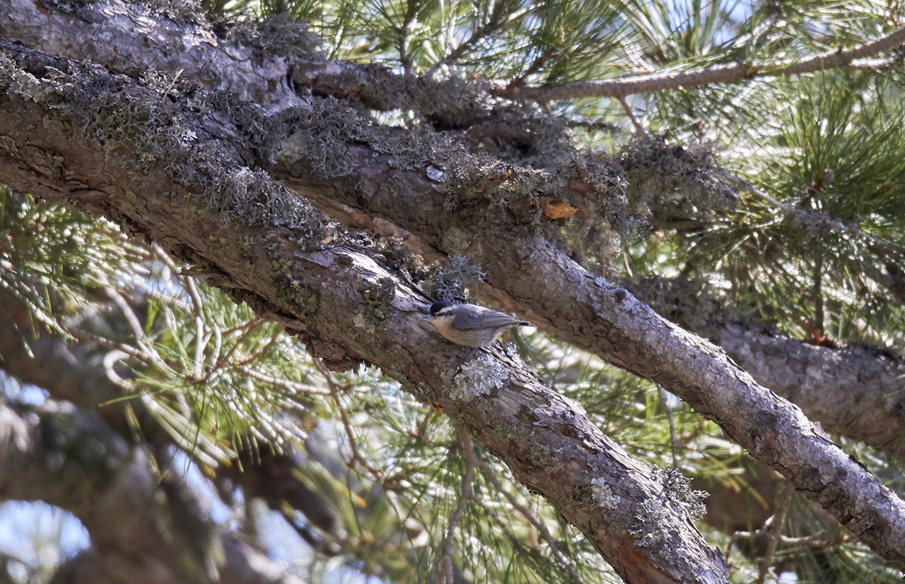 Korsikans ntvcka<br/>Corsican Nuthatch<br/>Sitta whiteheadi