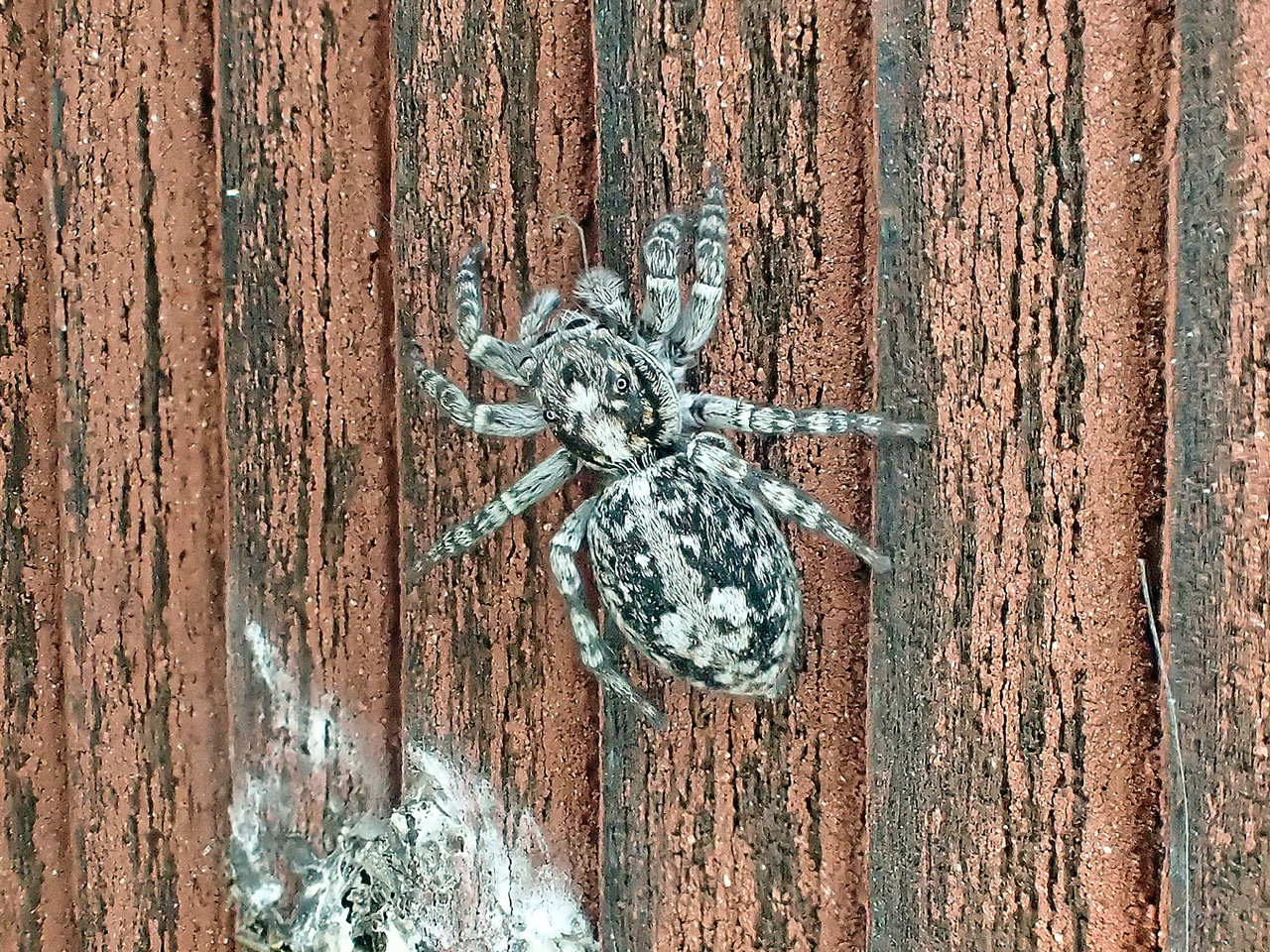 Laduhoppspindel<br/>Sitticus terebratus<br/>Barn Jumping Spider
