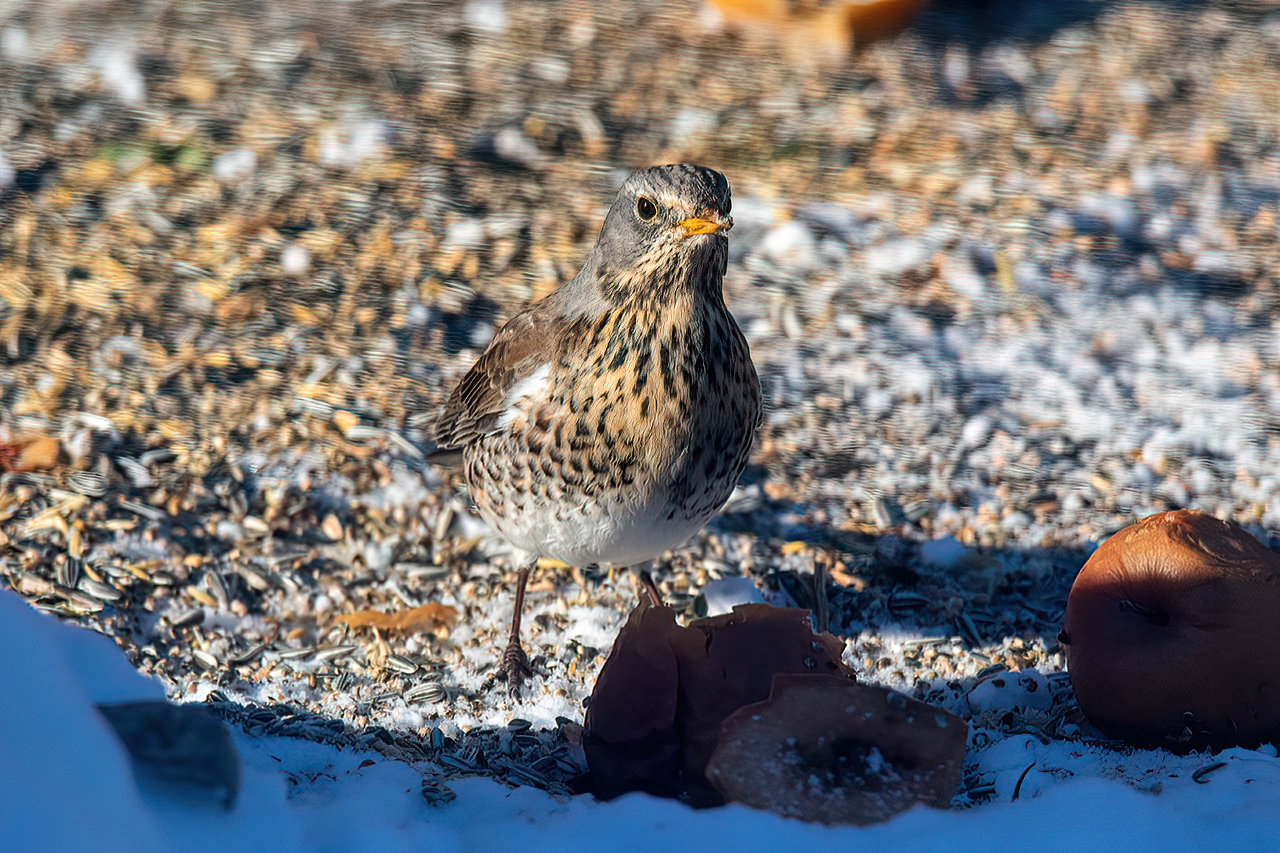 Bjrktrast<br/>Fieldfare<br/>Turdus pilaris