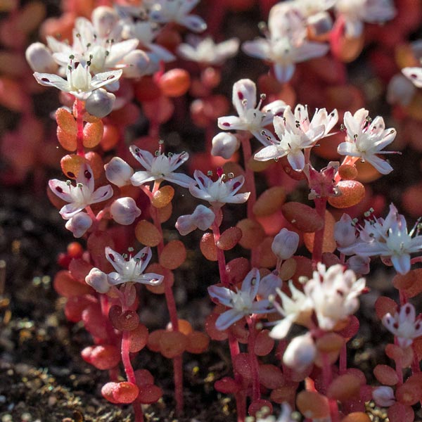 Elf Orpine 5