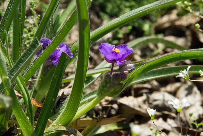 Hairystem Spiderwort 2