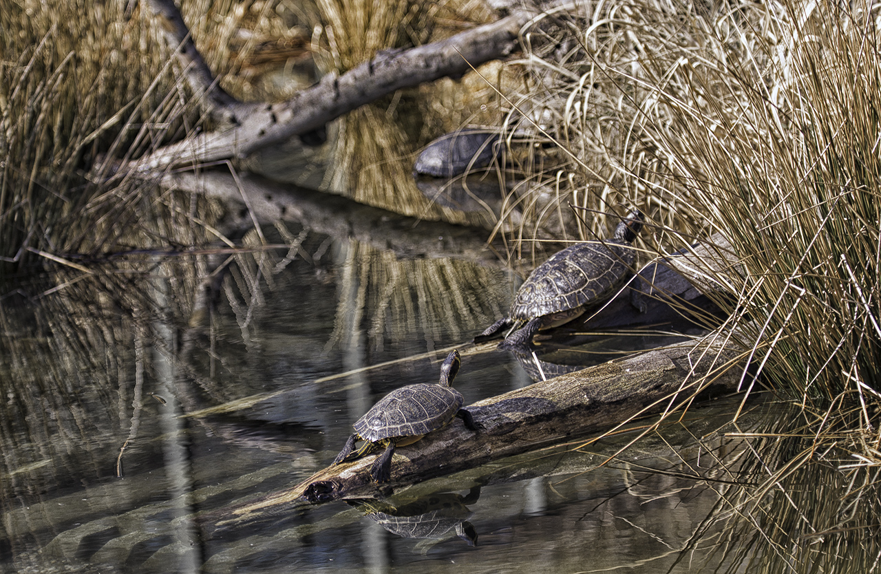 Turtles.jpg