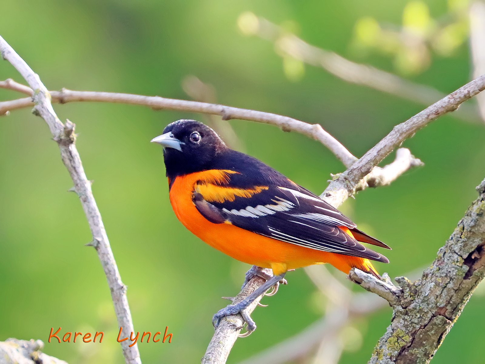 00005Oriole.jpg