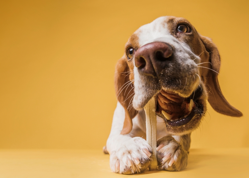 Is Your Dog Food the Right One for Your Pet?