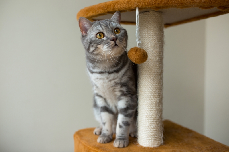 Pros and Cons of a Cat Scratching Post