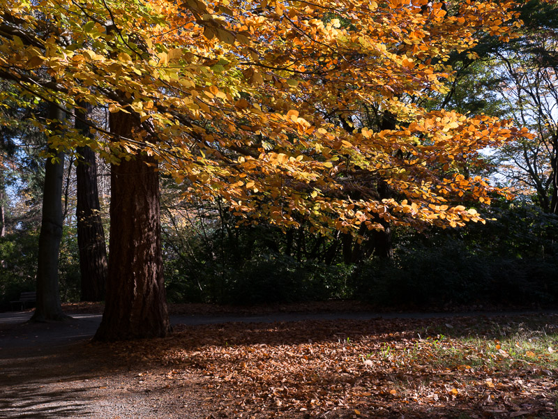 20181107_Vancouver_0025.jpg