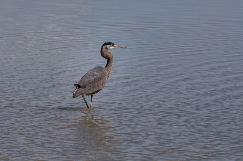 20180501_Bear River_0484.jpg