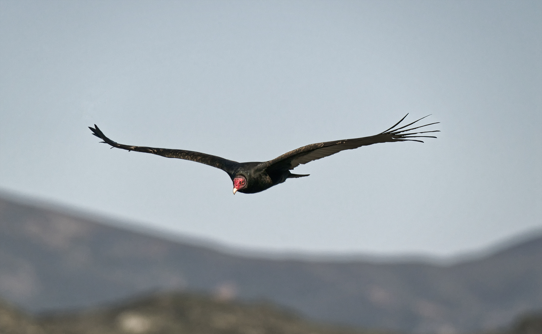 Turkey Vulture Los Osos - California