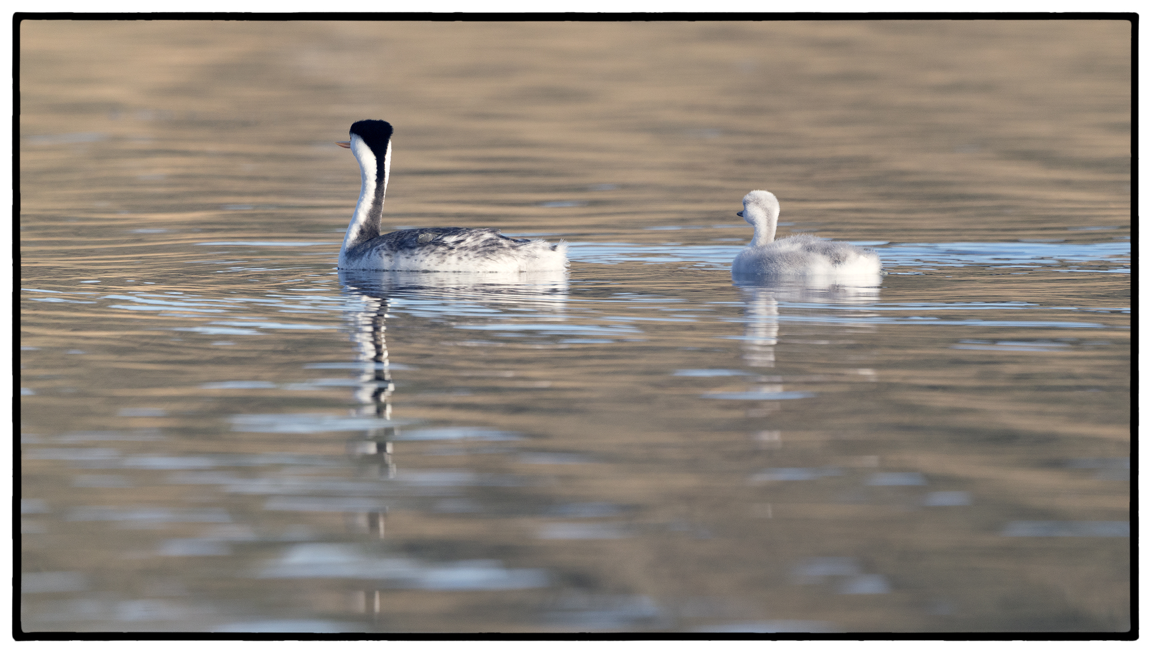 Western Grebe and Young