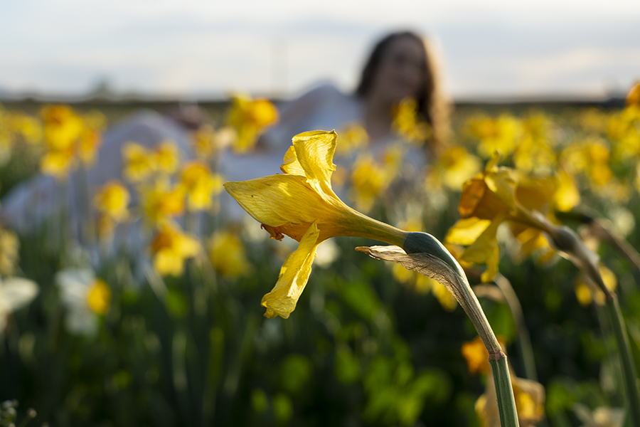 Daffodils 