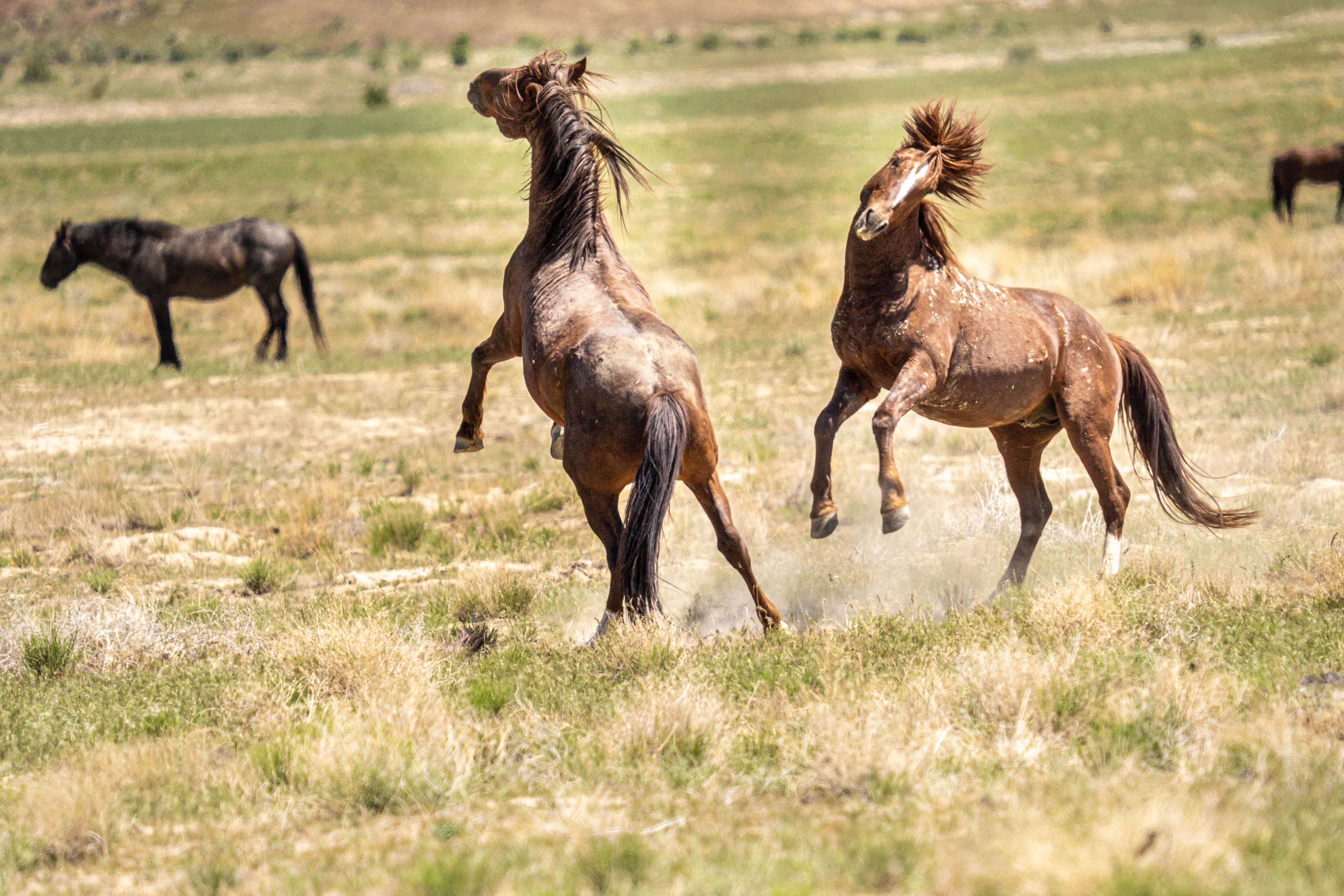 Two frolicking horses.