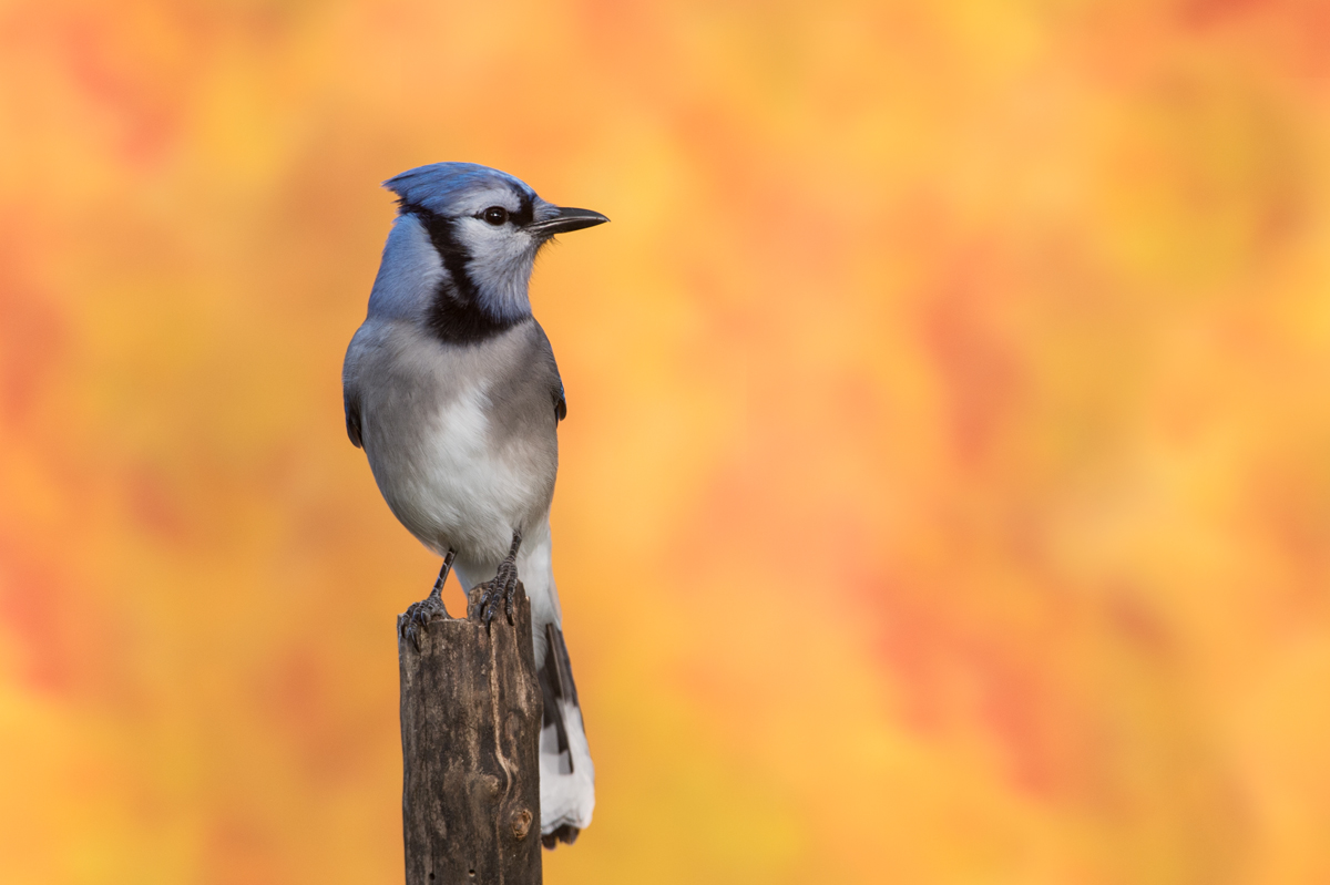 Geai bleu -- Blue Jay