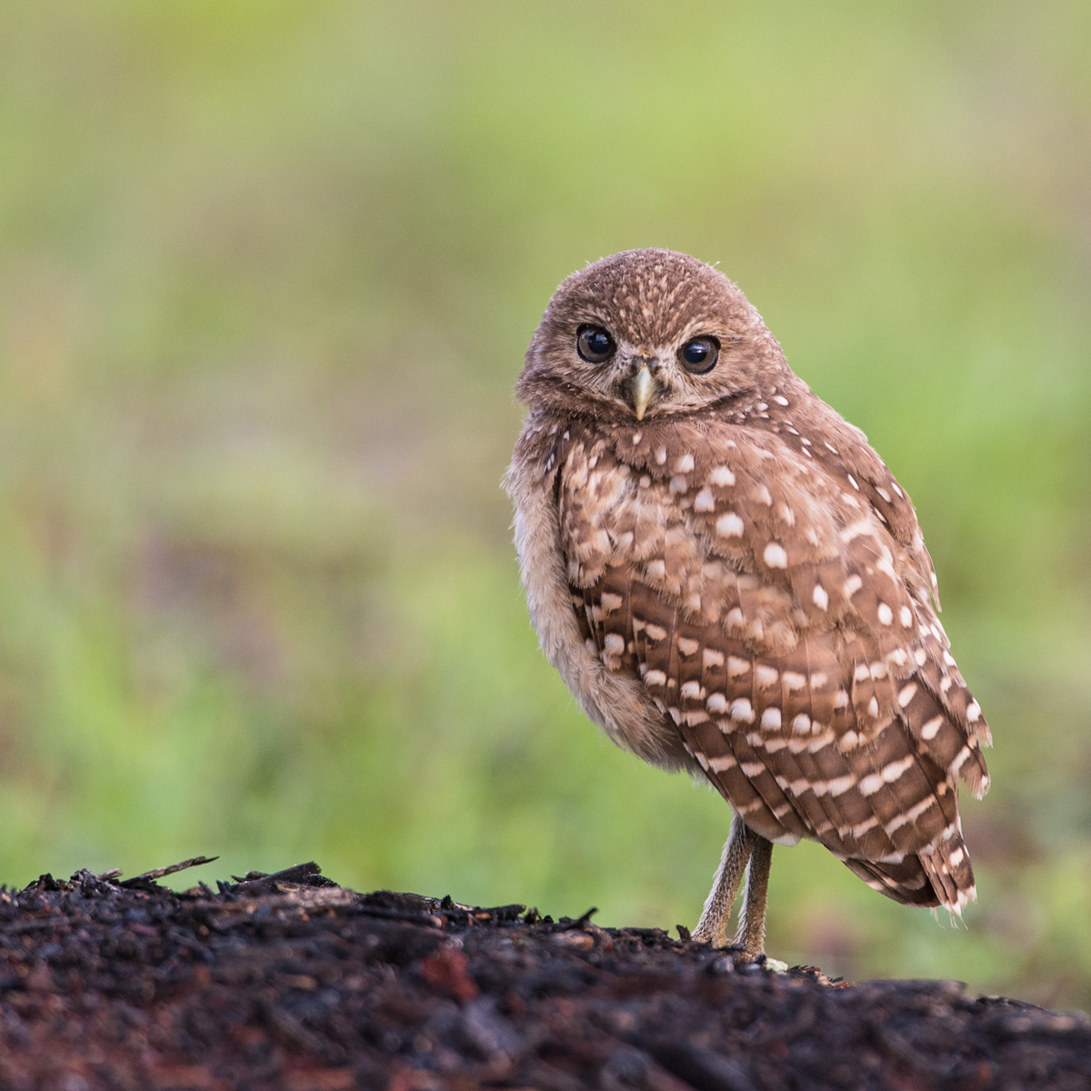 Chevche des terriers -- Burrowing Owl