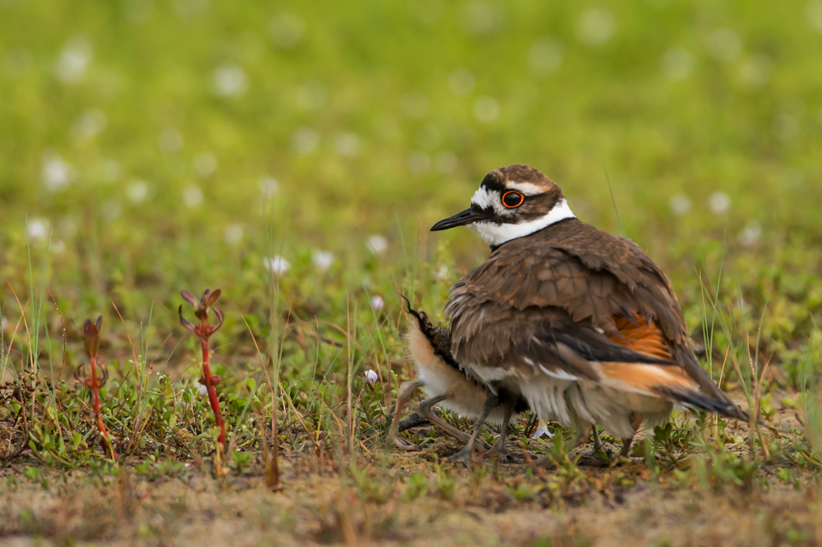 Pluvier kildir -- Killdeer