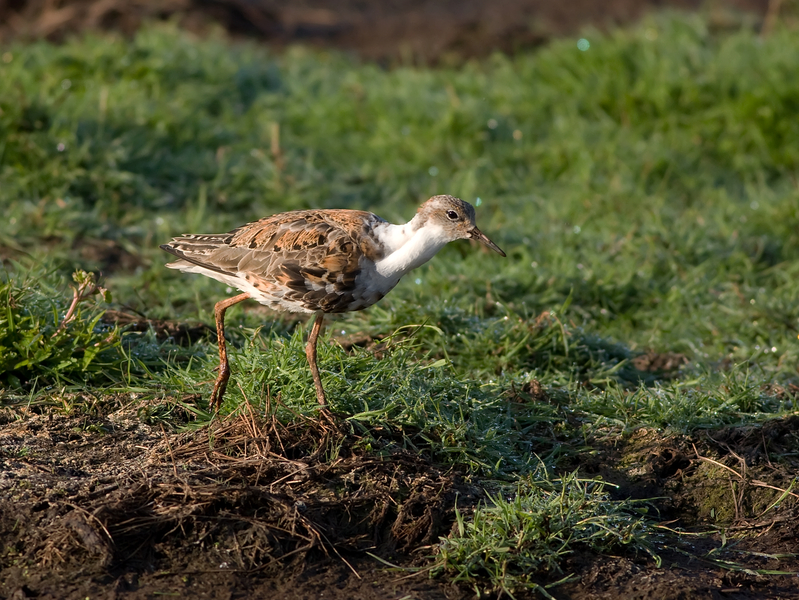 kemphaan - Ruff - Calidris pugnax