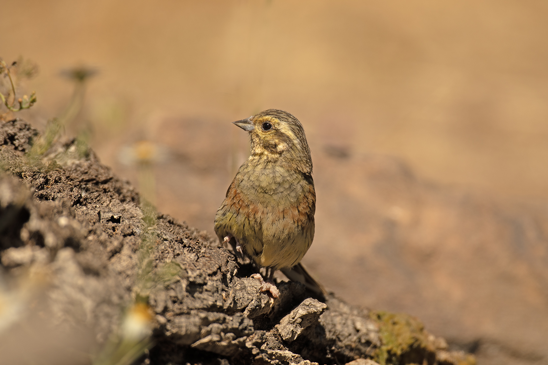 788A1331 Cirlgors 12-05-23 Extremadura.jpg