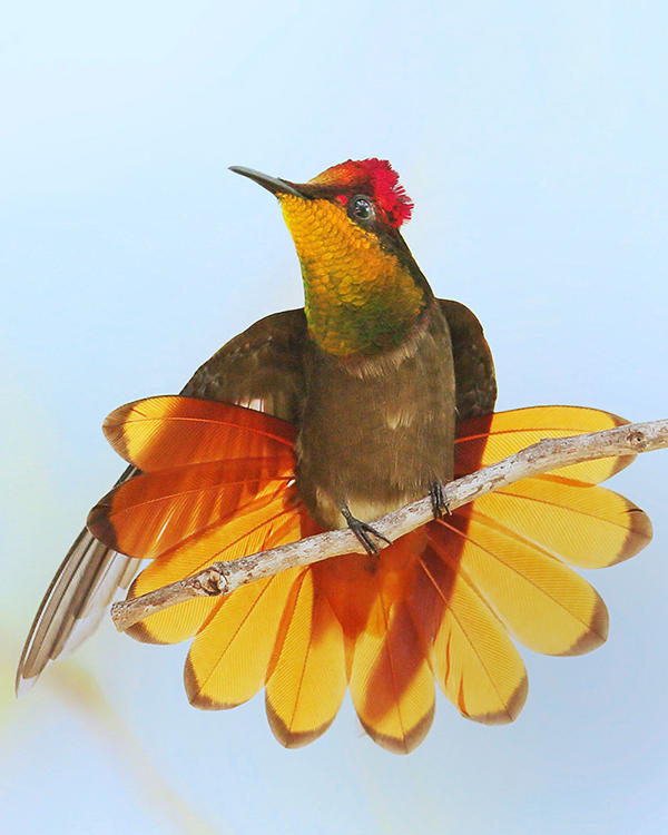 Ruby-topaz Hummingbird