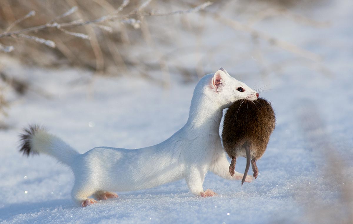 ermine2.jpg