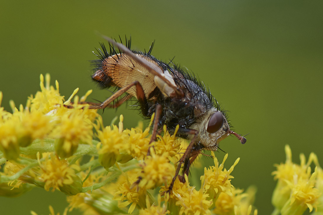 Tachina fera (m)