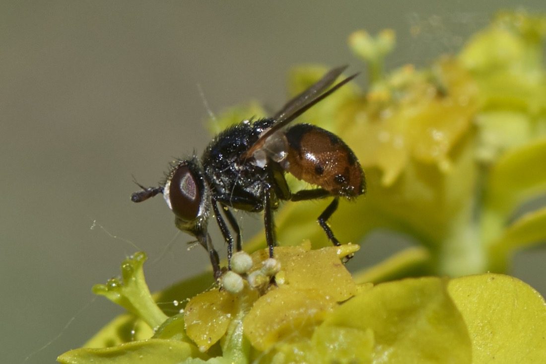 Gymnosoma nitens