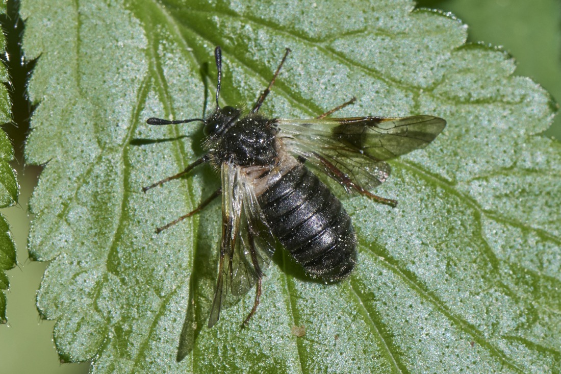 Keulenblattwespe (Abia fasciata)